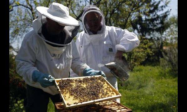 Curry, gebakken bonen en jam zouden verdwijnen als de bijen uitstierven - zie de volledige lijst