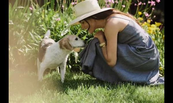 Meghan Markle's geliefde hond die ze in Canada achterliet 'houdt niet van Harry'