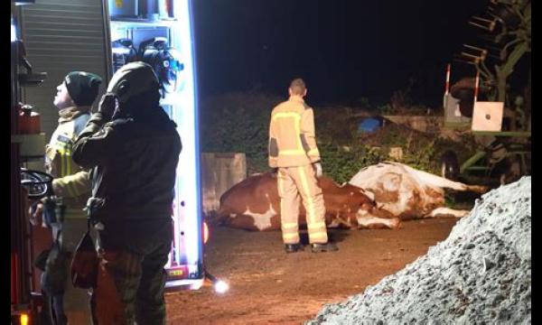 Moeders langdurige verdriet als zoon van 7 wordt dood geëlektrocuteerd in de biertuin van een pub