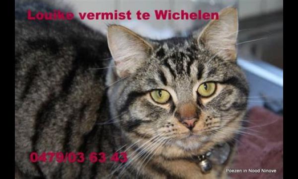 Ondeugende opvangkat in eenzame opsluiting nadat hij 'herhaaldelijk' andere katten uitliet