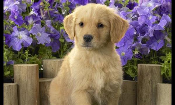 Schattige hond gaat van 108 Instagram-volgers naar 60.000 nadat hij op GMB is verschenen