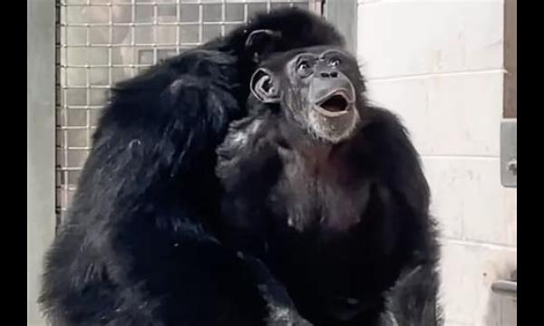 Van 'horrible lab' tot voor het eerst de lucht zien: het wilde leven van Vanilla the Chimp