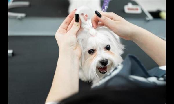 Vrouw in hysterie als haar blunder haar hond 'eruit laat zien als een spaarpot'