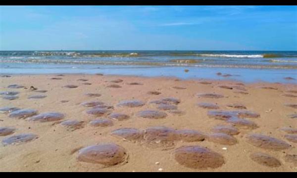 Zwermen kwallen met vervelende steken spoelen aan op Britse stranden als de temperatuur stijgt